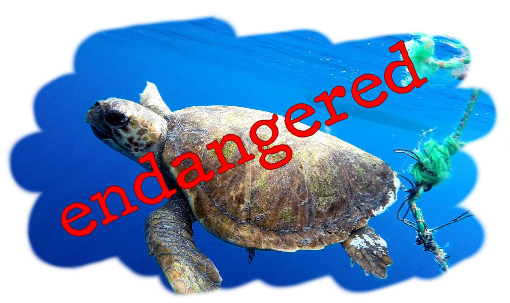 tartaruga impigliata endangered